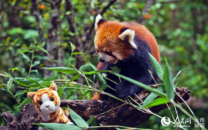 ألبوم صور لباندا حمراء فى حديقة حيوانات بالصين