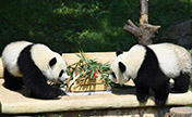 حديقة الحيوانات بمدينة تشونغتشينغ تقيم حفلة عيد ميلاد بندا التوأم