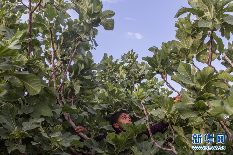المزارعون في جنوب شينجيانغ: زراعة التين لحصاد عسل الحياة