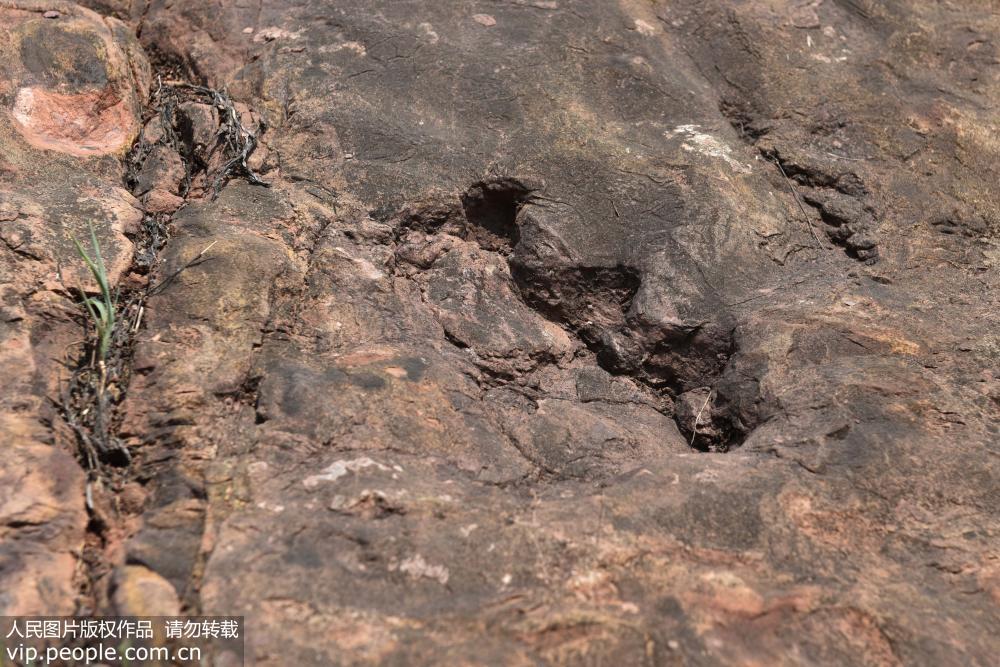 اكتشاف آثار أقدام الديناصورات في الجوراسي المبكر بقويتشو