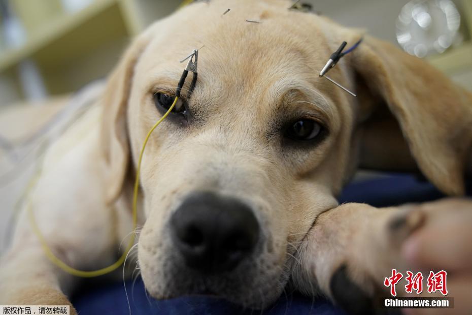 عيادة تتيح خدمة الوخز بالإبر للحيوانات الأليفة في شانغهاي
