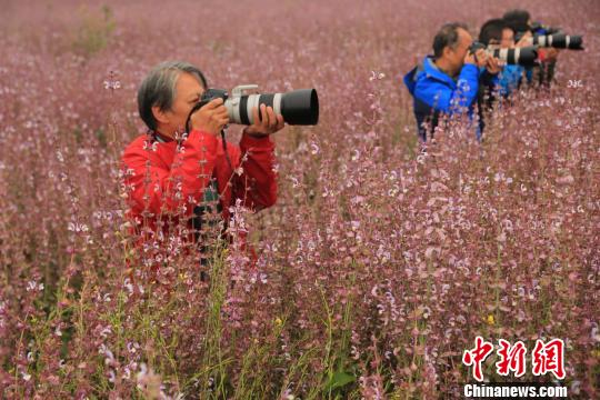بحر من الزهور الأرجواني في مقاطعة شينجيانغ