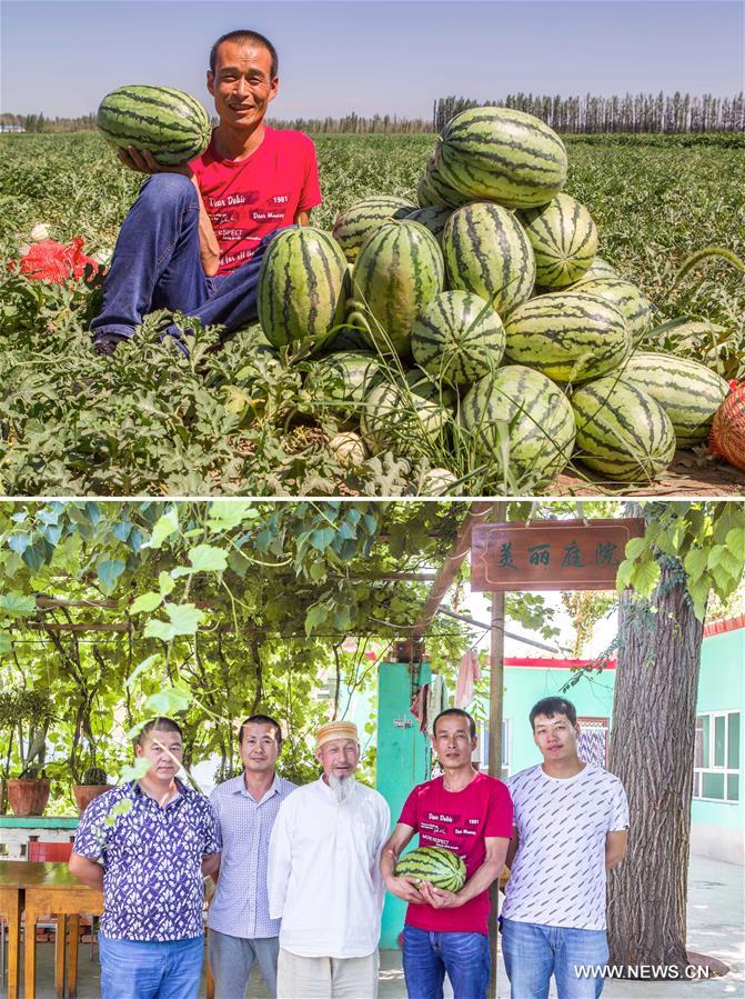 تطوير زراعة الفواكه يساعد الفلاحين المحليين على التخلص من الفقر في شينجيانغ