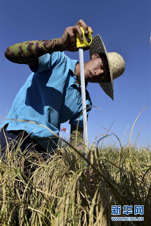 الصين تنجح في زراعة أرز عالي الإنتاجية في مياه البحر