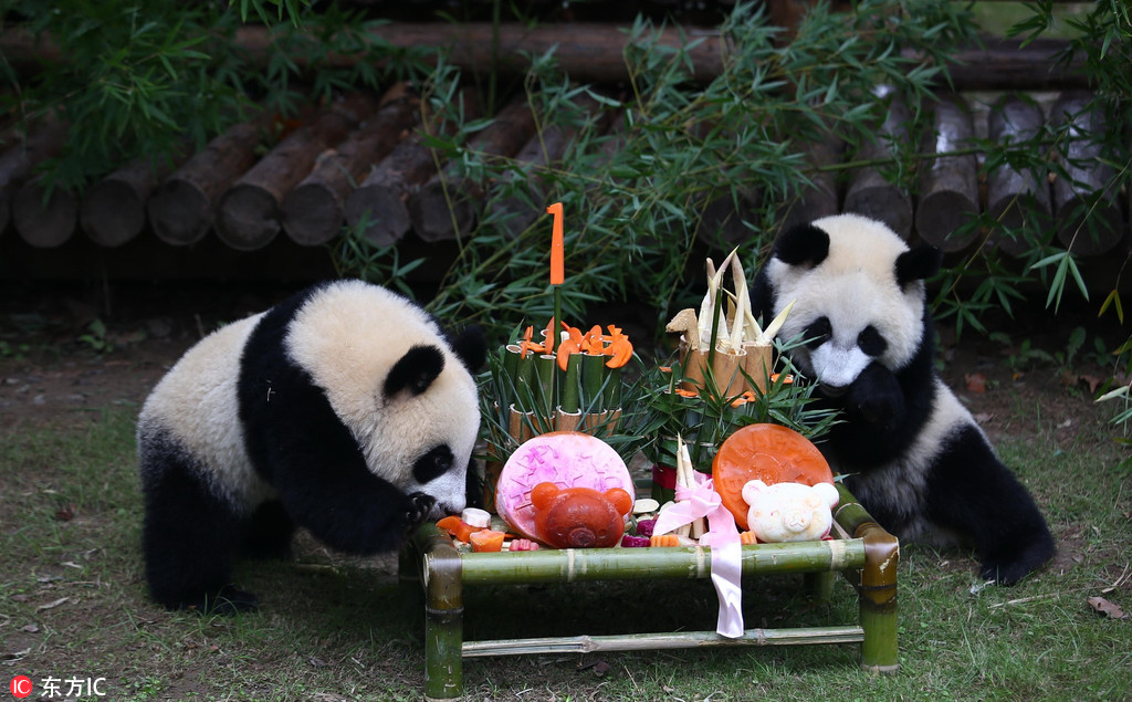حديقة بشانغهاي تحتفل بعيد ميلاد توأم من الباندا