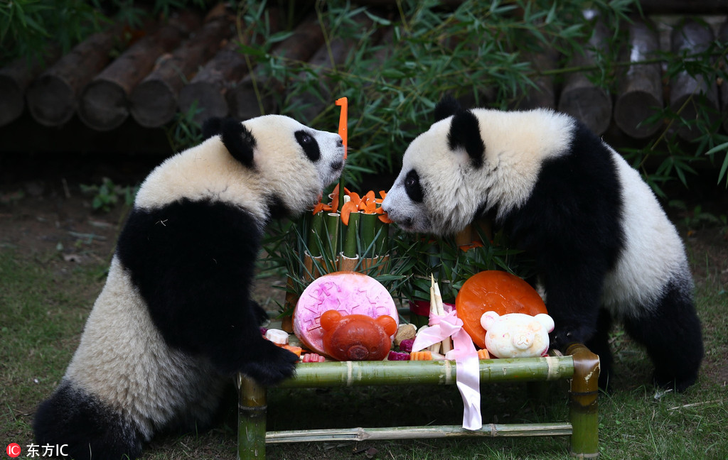حديقة بشانغهاي تحتفل بعيد ميلاد توأم من الباندا