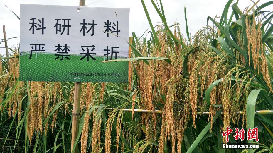 علماء صينيون ينجحون في إستزراع