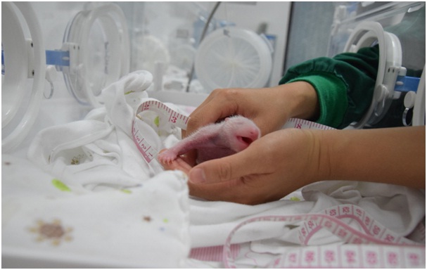 بالصور... ستة وثلاثين باندا حديث الولادة يستقبلون الزوار