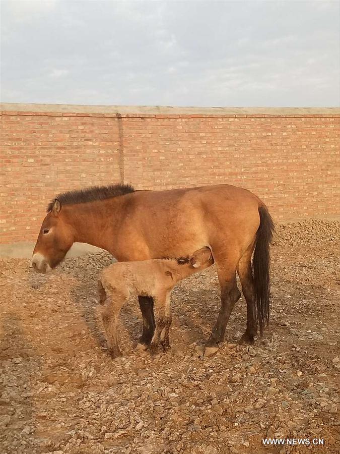 ولادة اثنان من الخيول النادرة في شينجيانغ