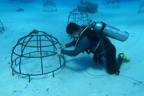 علماء صينيون يجربون تربية المرجان في قاع البحر