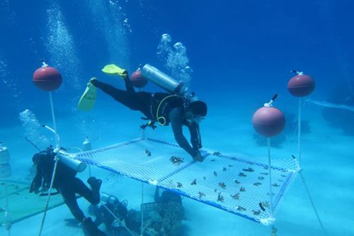 علماء صينيون يجربون تربية المرجان في قاع البحر