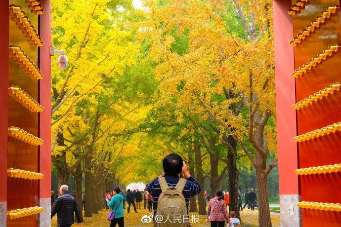 بالصور... الجنكه في حديقة ديتان ببكين تدخل أفضل فترة لزيارة