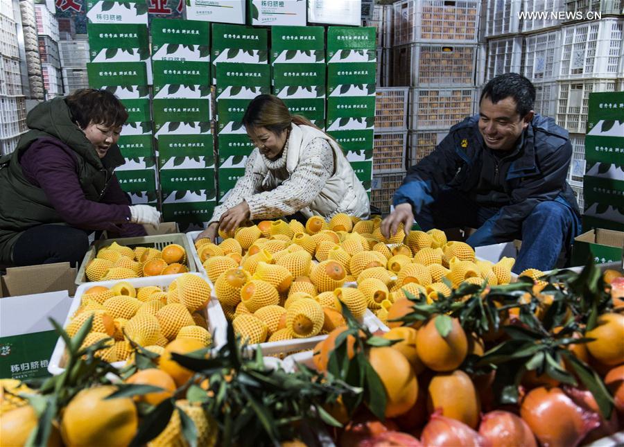 حصاد البرتقال في وسط الصين