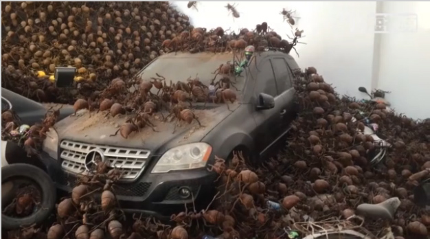 معرض كبير لمنحوتات النمل في متحف بفوجيان