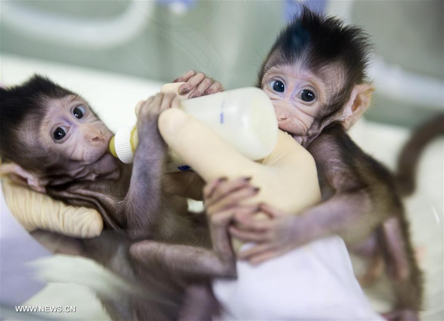 خبيران أمريكيان: نجاح الصين في استنساخ القردة سيساعد كثيرا في مكافحة الأمراض