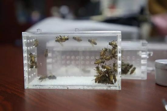 العلاج بالوخز بإبر النحل في مستشفى طب صيني تقليدي