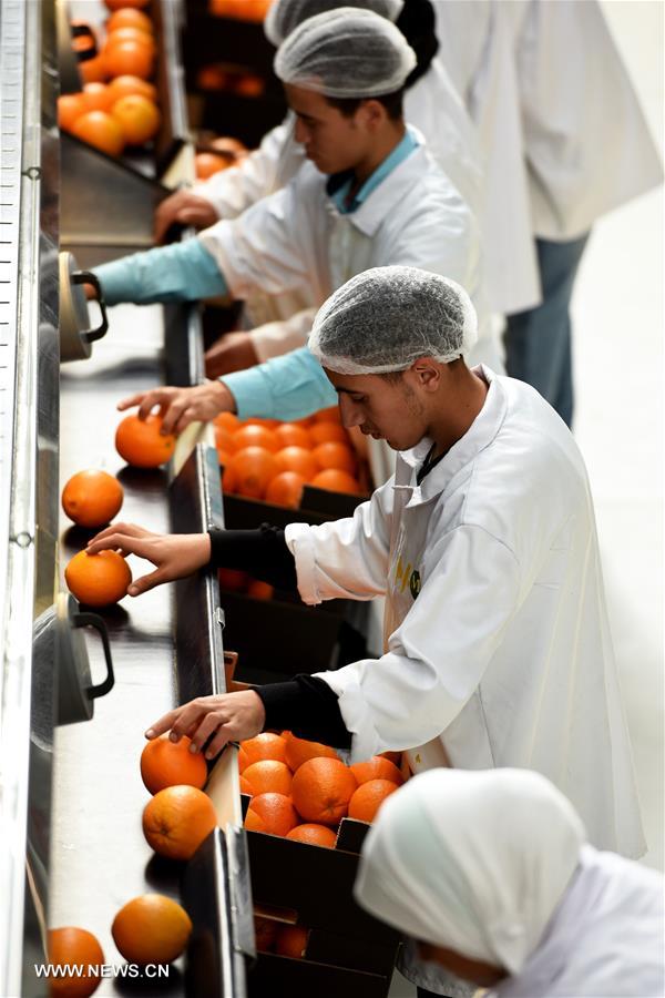 مصر ثالث أكبر مصدر للبرتقال 