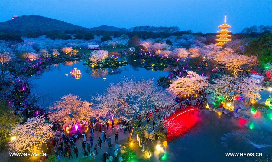 منظر خلاب لتفتح زهور الكرز في مدينة ووهان