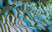 الحقول المدرجة في سيتشوان، لوحة رسمتها الطبيعة