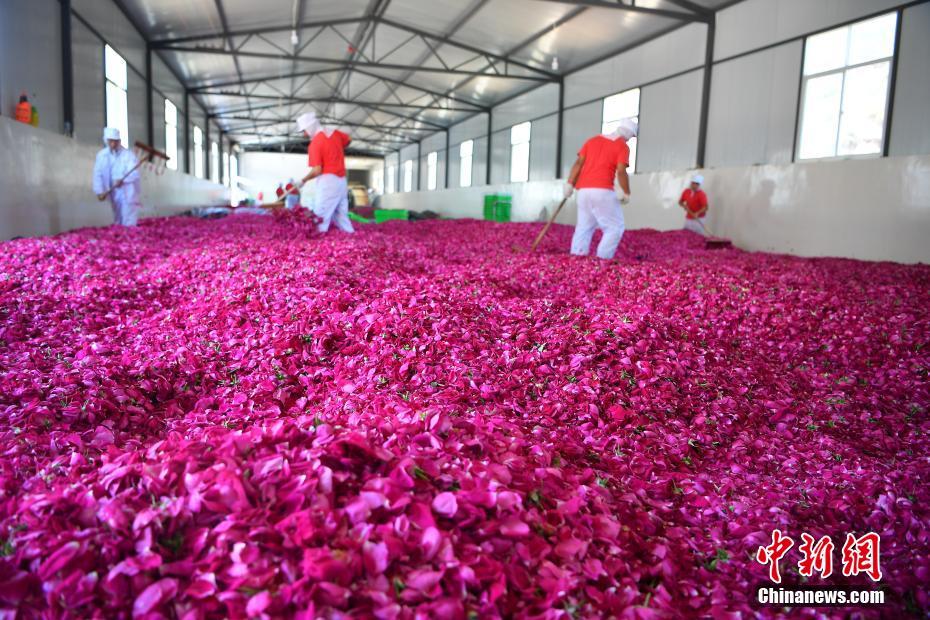 بصور: الورود الصالحة للأكل في يوننان تدخل ذروة التفتح