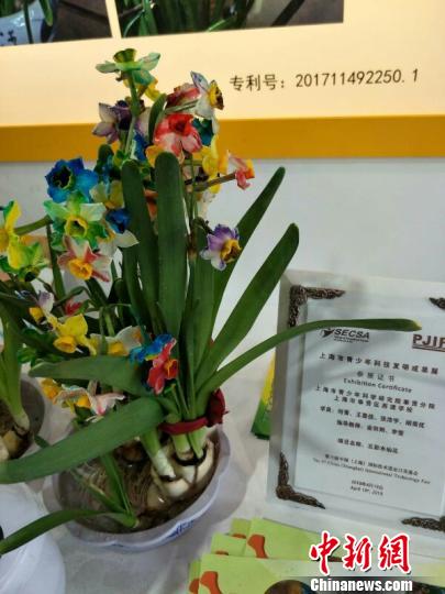 تلاميذ صينيون ينجحون في تربية زهور النرجس الملونة