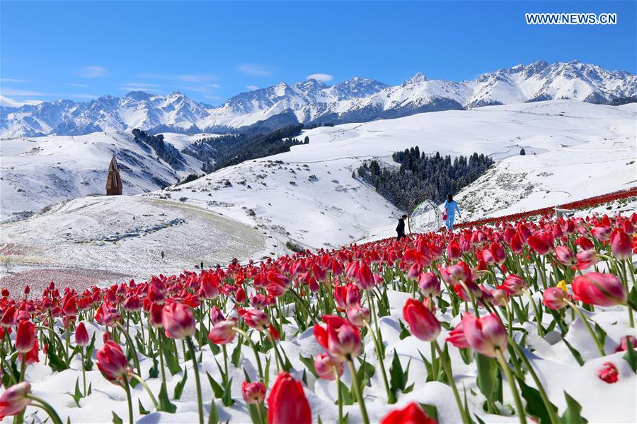 صور: زهور الزنبق تزهر في الثلج بمنطقة جيانغ بو لا كه في شينجيانغ الصينية