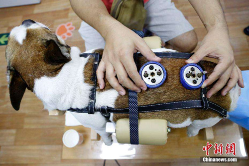 حجم اقتصاد الحيوانات الأليفة في الصين بلغ مائة مليار يوان