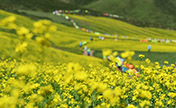زهور السلجم تتفتح في منتجع جبلي بشمال غرب الصين