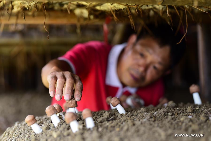 حصاد وفير لتربية الفطر في جنوب غربي الصين