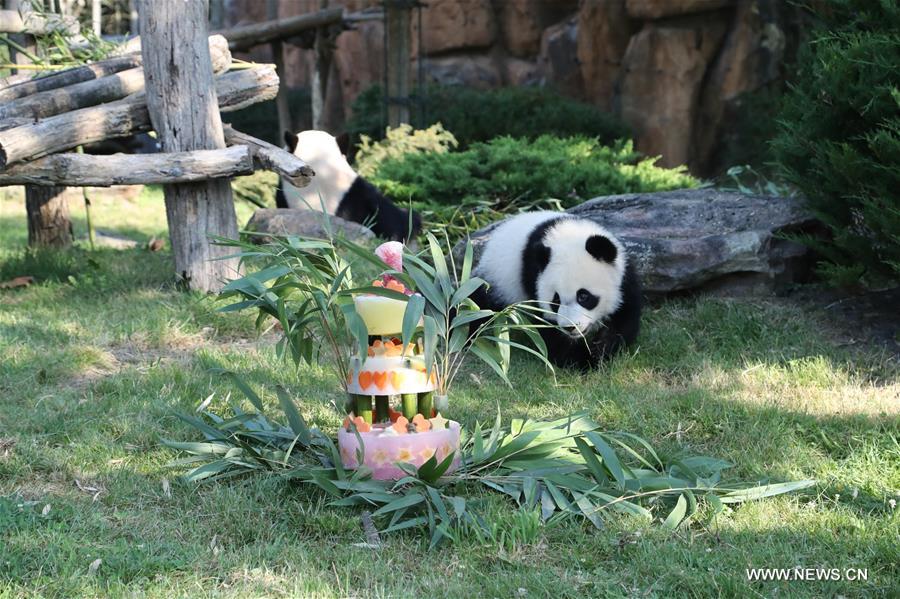 فرنسا تحتفل بعيد ميلاد شبل الباندا العملاقة 