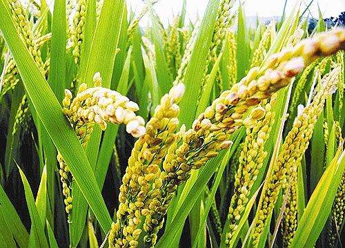 الصين تصنع بطّاريات من قشور الأرز