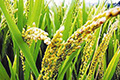 الصين تصنع بطّاريات من قشور الأرز