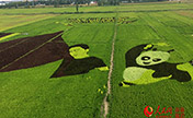 اللوحات الفنية في حقول الأرز تدفع نمو السياحة الزراعية في شينجيانغ