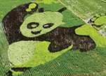 اللوحات الفنية في حقول الأرز تدفع نمو السياحة الزراعية في شينجيانغ