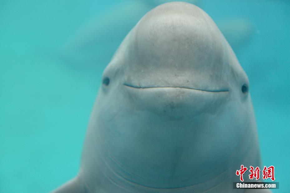 للمرة الثانية ..الصين تنجح في تجربة تكاثر دلفين نادر اصطناعيا