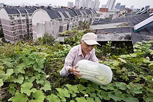 تقرير: الصينيون وزراعة الخضروات، قصة حب لاتنتهي