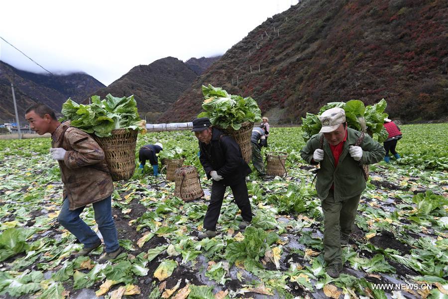 حصاد وفير للملفوف الصيني في جنوب غربي الصين