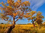 أشجار الحوْر ترتدي لون الخريف في كارماي بإقليم شينجيانغ