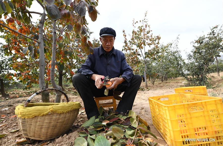 موسم حصاد البرسيمون في مدينة وينان بمقاطعة شنشي