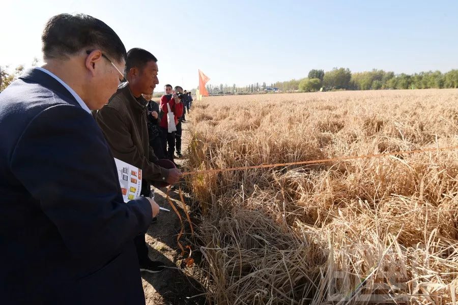 إنتاج الأرز الهجين في الصين يصل إلى مستوى مرتفع جديد