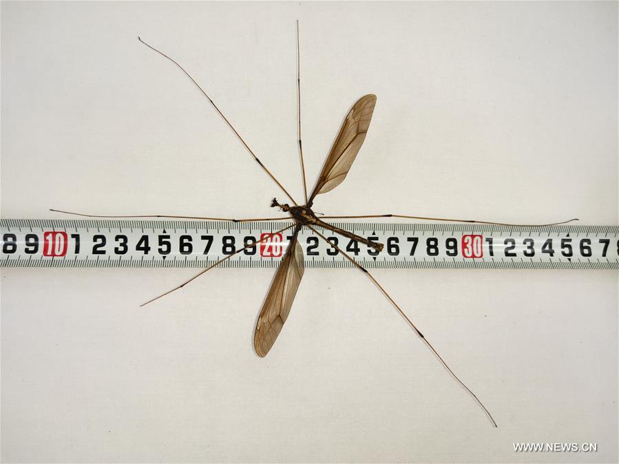 عالم حشرات صيني يحطم رقما قياسيا في موسوعة جينيس باكتشافه أكبر بعوضة في العالم