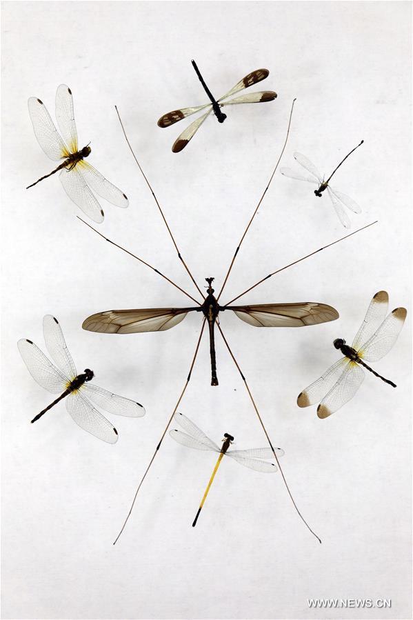 عالم حشرات صيني يحطم رقما قياسيا في موسوعة جينيس باكتشافه أكبر بعوضة في العالم
