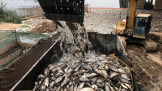 العراق يستقدم خبراء من إيطاليا لدراسة ظاهرة نفوق الأسماك