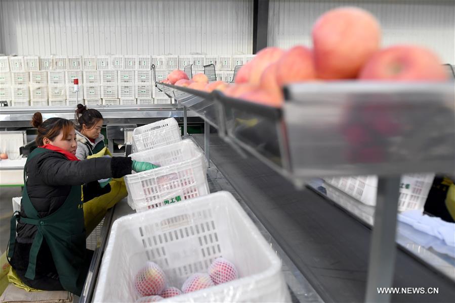 الصين تصبح أكبر مستهلك ومصدر للتفاح في العالم
