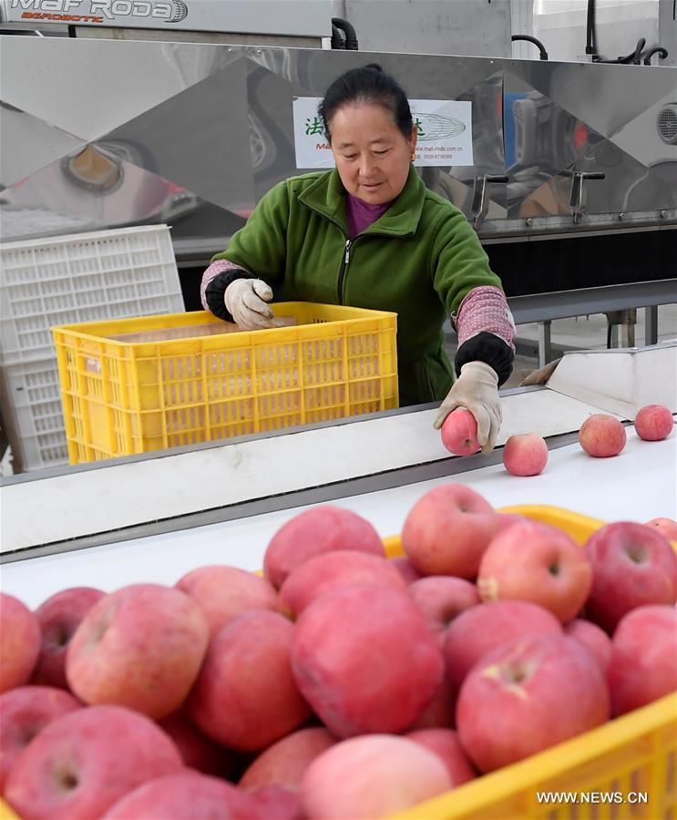 الصين تصبح أكبر مستهلك ومصدر للتفاح في العالم
