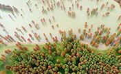 "الغابة المائية" شرقي الصين ملونة في الشتاء المبكر