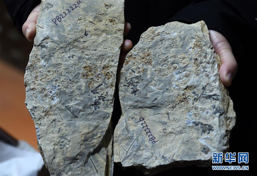 اكتشاف أقدم الأحافير للزهور في العالم بالصين