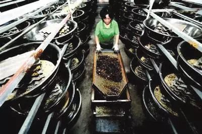 مزرعة صينية تستعمل الصراصير في معالجة النفايات