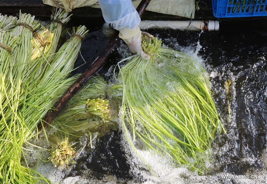حصاد الكرفس المائي لتقديم الإمدادات في سوق العيد
