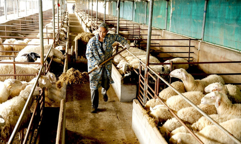 3 مارس، عامل من عائلة فقيرة في محافظة لوجيان الواقعة مقاطعة آنهوي يقوم بتربية الأغنام في إحدى الحدائق الصناعية لتربية الماشية بالقرب من منزله.